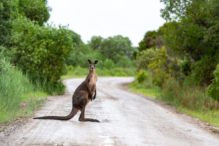 Ilustrasi kangguru di Australia.