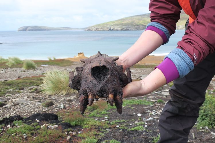 Sampel penelitian bukti kehidupan manusia purba di Kepulauan Falkland. Tulung singa laut yang ditemukan di New Island, di kepulauan ini, diteliti untuk mencari catatan karbon dari aktivitas manusia prasejarah di Eropa.