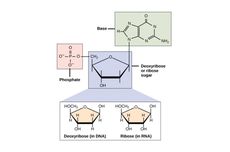 Deoksiribosa, Komponen Gula pada DNA