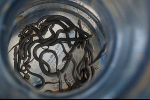 Puluhan Anak Ular Kobra Menetas di Saluran Air Perumahan Madiun