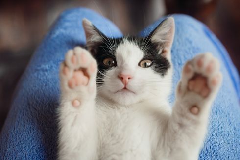 Ciri-Ciri Kucing Birahi yang Perlu Diketahui dan Cara Mengatasinya, Seperti Apa?