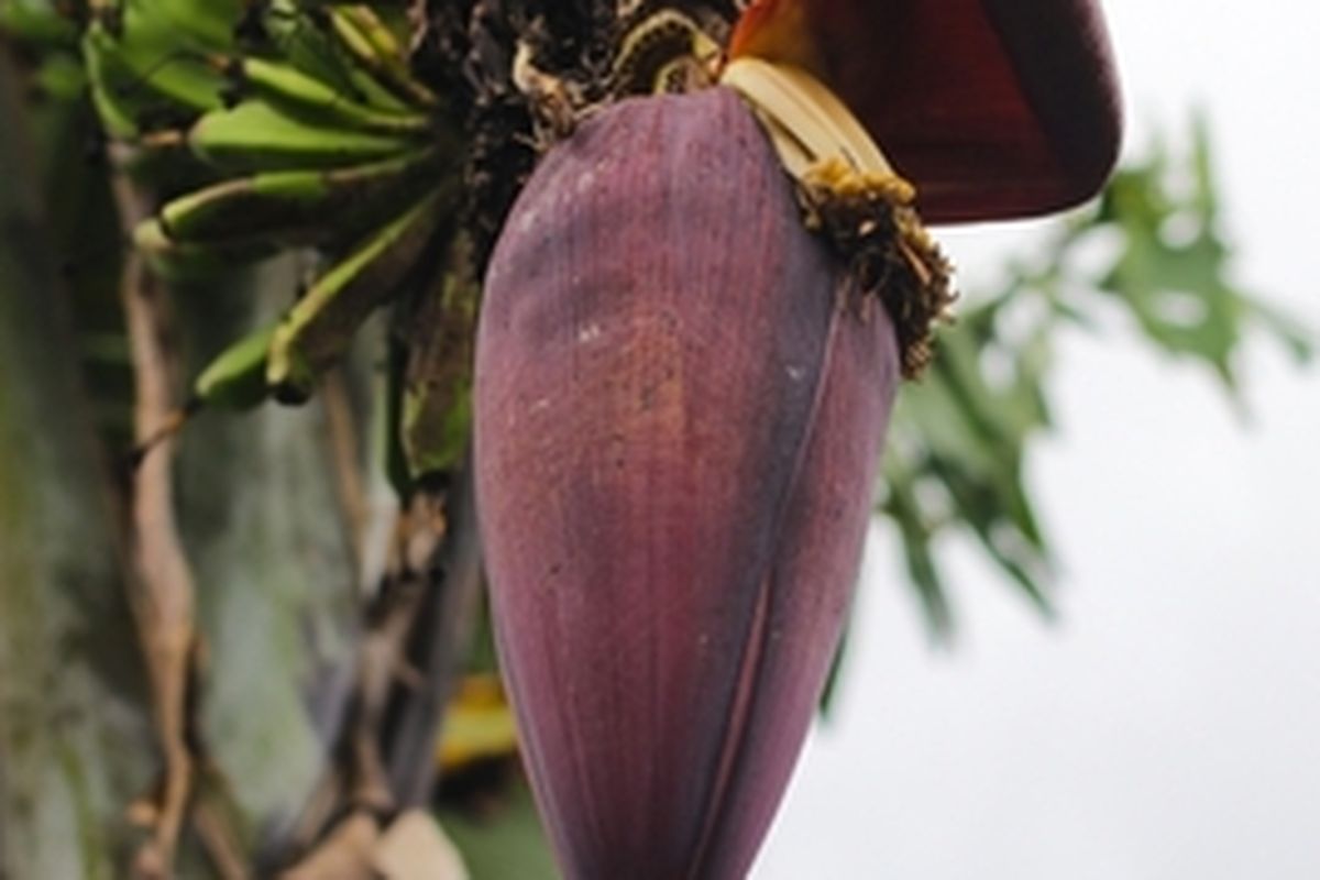 Jantung pisang