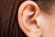 Telinga dan Hidung Kini Bisa Dibuat dari Jaringan Lemak