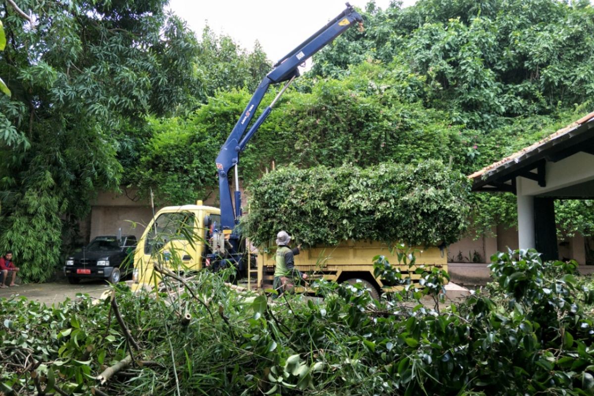 Pohon beringin berusia 30 tahun di pekarangan rumah seniman sekaligus pengusaha Salahuddin Setiawan Djodi Nur Hadiningrat atau lebih dikenal sebagai Setiawan Djodi tumbang. Hingga hari ini, Selasa (14/11/2017) pemotongan pohon masih dilakukan. 