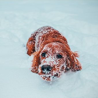 Ilustrasi anjing berada di salju atau cuaca dingin