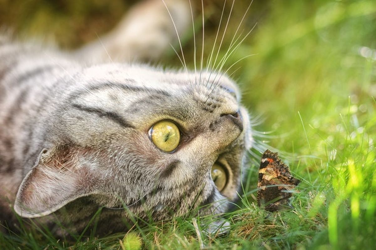Kucing bermain dengan kupu-kupu.