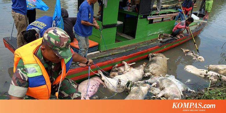 Derita Peternak Sumut Karena Teror Flu Babi Afrika