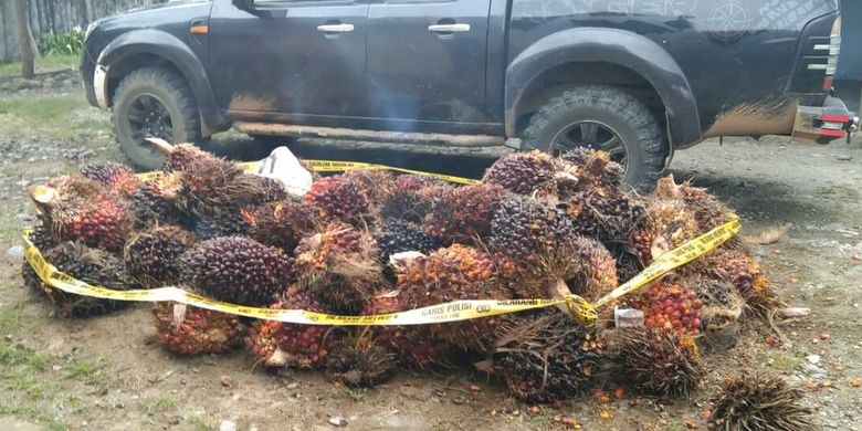 Puluhan petani Kecamatan Malin Deman Kabupaten Mukomuko, Provinsi Bengkulu melaporkan pencurian buah sawit oleh lima orang oknum yang mengaku karyawan PT Daria Dharma Putra (DDP) ke Polsek Ipuh.