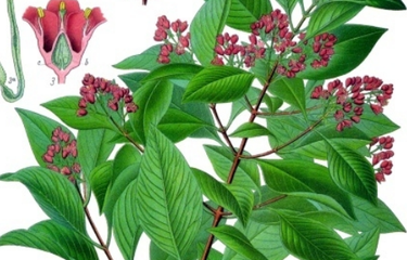 Pohon Cendana: Tanaman endemik Indonesia yang hampir punah.