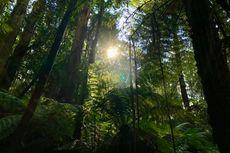 Tebang Pohon dalam Hutan Lindung, Petani di Rote Ndao NTT Ditangkap Polisi