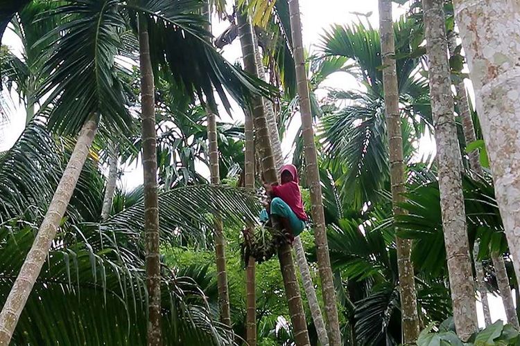 Siti Hajar (35) memanjat pohon pinang milik warga di Desa Paloh Mampree, Kecamatan Peusangan Siblah Krueng, Kabupaten Bireun, Jumat (31/1/2020). Demi membiayai keluarga, Siti memanjat puluhan pohon pinang dengan rata-rata ketinggian 5-10 meter tiap harinya, dengan upah yang diterima sebagai pemanjat pinang Rp 2000 per batang.