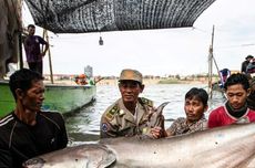 6 Ikan Lele Raksasa Langka dan Terancam Punah Muncul di Kamboja