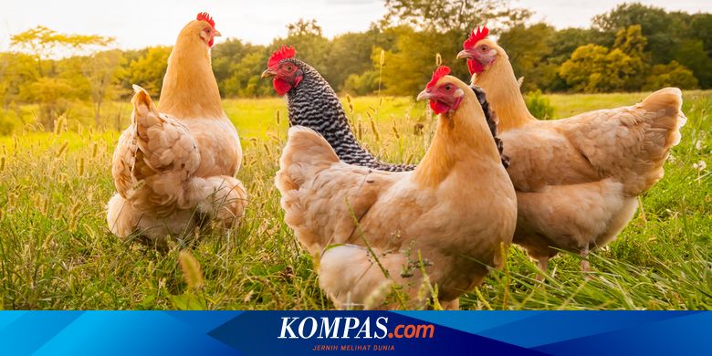 Produksi Surplus Bikin Harga Ayam Tidak Stabil
