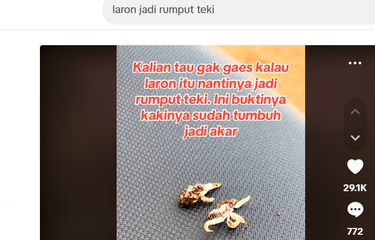 Tangkapan layar unggahan TikTok yang menyebut laron tumbuh menjadi rumput teki.