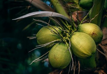 Menjadikan Indonesia Pusat Hilirisasi Kelapa Dunia