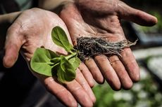 Rekayasa Fotosintesis Bikin Tumbuhan Lebih Subur dan Jumlah Panen Naik