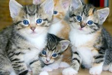 Kapan Perlu Membawa Anak Kucing dan Kucing Dewasa ke Dokter Hewan?