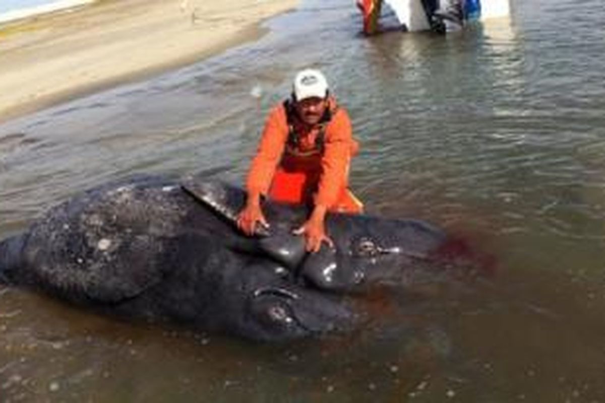 Paus kelabu berkepala dua ditemukan di Baja California.