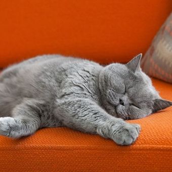 Alasan kucing suka tidur.