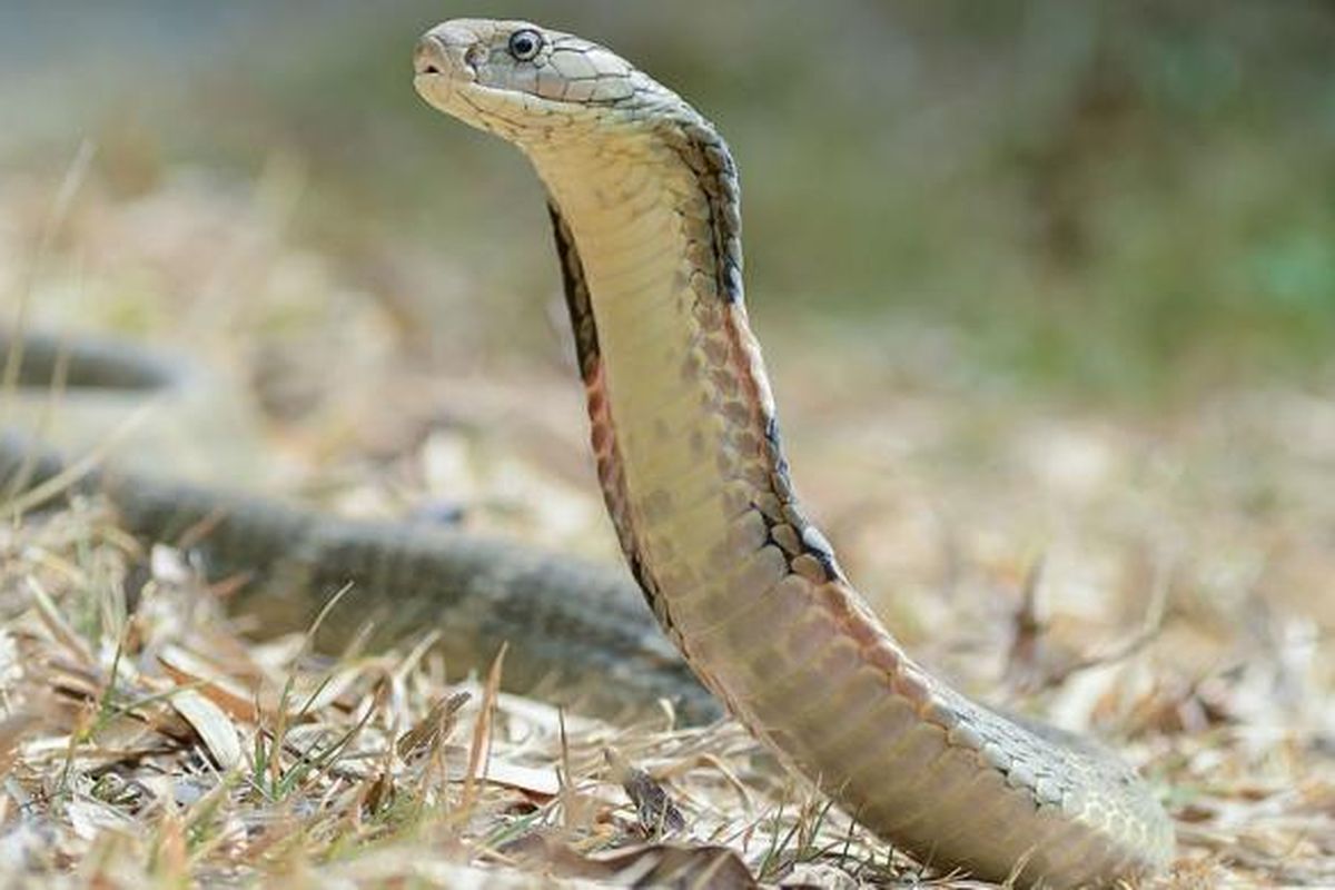 King Cobra