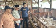 Resign sebagai Teknisi, Pemuda Tegal Sukses Beternak Kambing Ala Wagyu Jepang