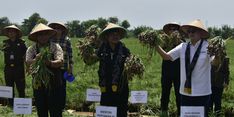 Panen Raya di Brebes, Mentan SYL dan Wamendag Lepas Pasokan Bawang Merah ke Jakarta