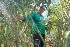 Cuaca Panas Ekstrem Berkepanjangan, Petani Cabai Terancam Merugi