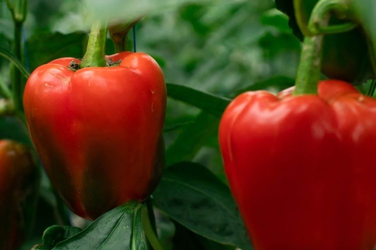 Ilustrasi tanaman paprika, menanam paprika.