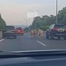 Viral, Video Gerombolan Sapi Masuk Jalan Tol Manyaran Semarang, Pengendara Terpaksa Pelan
