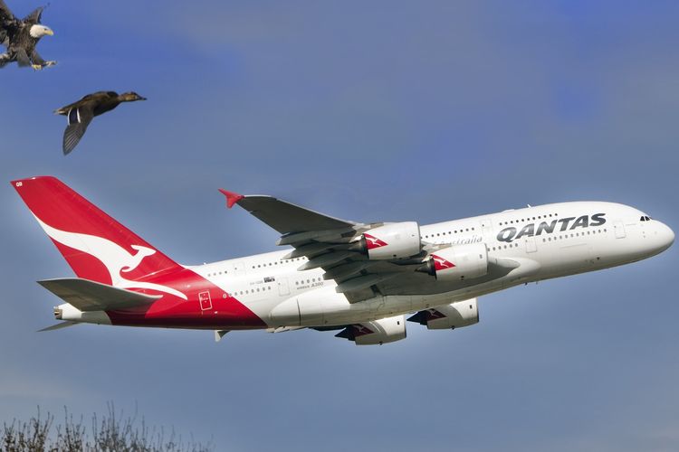 Ilustrasi pesawat milik maskapai penerbangan Australia Qantas. 