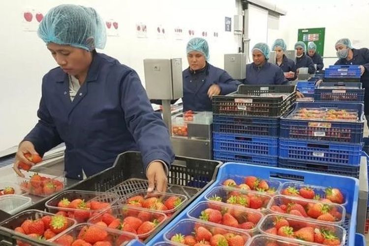Para pekerja mengepak strawberi.