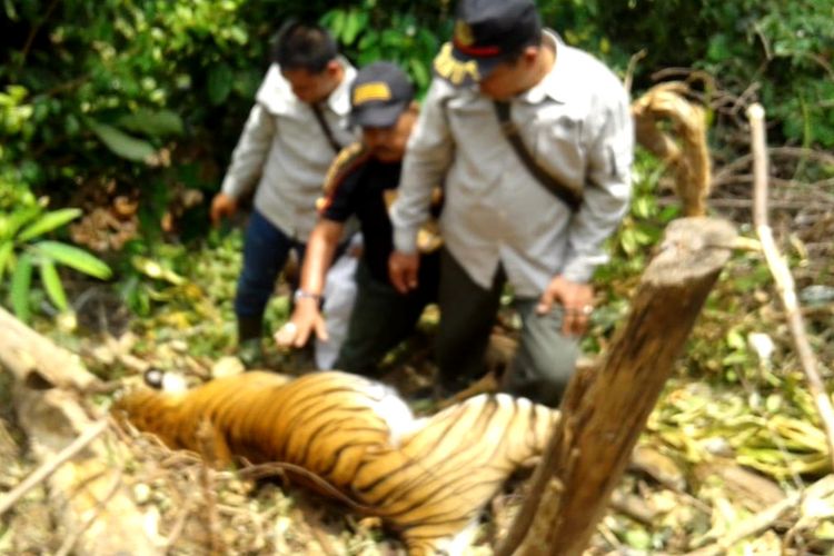 Harimau sumatera dalam keadaan bunting ditemukan mati akibat jerat di kawasan SM Rimbang Baling di Desa Muara Lembu, Kabupaten Kuasing, Riau, Rabu (25/9/2019). Dok. BBKSDA Riau