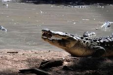 Kemunculan Buaya di Sungai Mentaya Resahkan Warga