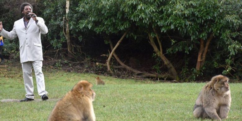 The Trentham Monkey Forest di Stafford, Inggris, menyawa seorang peniru sosok Marvin Gaye bernama David Largie untuk tampil di tengah habitat monyet Barbary untuk mendorong hewan-hewan itu mau kawin.  