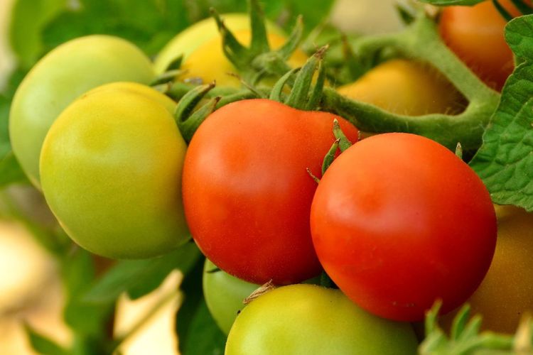 Ilustrasi tanaman tomat.