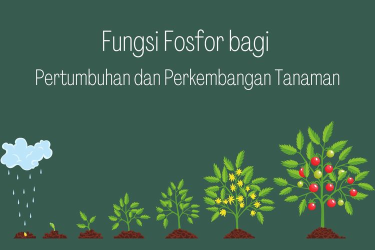 Salah satu fungsi fosfor bagi pertumbuhan dan perkembangan tanaman adalah merangsang pertumbuhan akar.