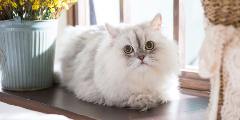 Ilustrasi kucing Persia, salah satu kucing termahal di dunia.