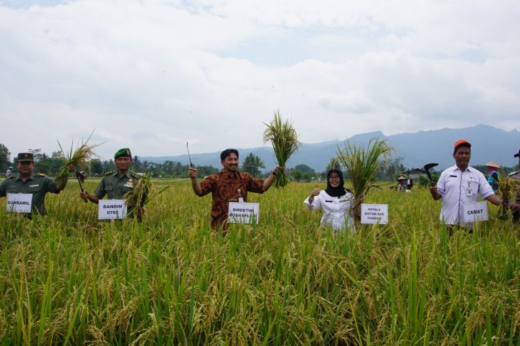 Direktur Buah dan Florikultura Dirjen Hortikultura Kementerian Pertanian, Sarwo Edhy, mengikuti panen raya padi di persawahan kawasan Mendut, Kecamatan Mungkid, Kabupaten Magelang, Jawa Tengah, Rabu (20/12/2017).