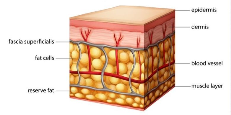 Anatomi kulit manusia
