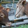 Distribusi Hewan Kurban Difokuskan ke Daerah 3T