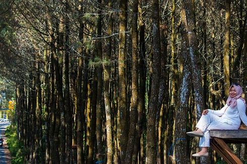 Pinusan Kragilan, Hutan Pinus “Instagrammable” di Lereng Barat Gunung Merbabu