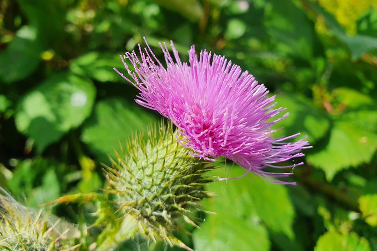 12 Herbal Terbaik untuk Menyehatkan Liver, Ada Jahe dan Meniran Hijau