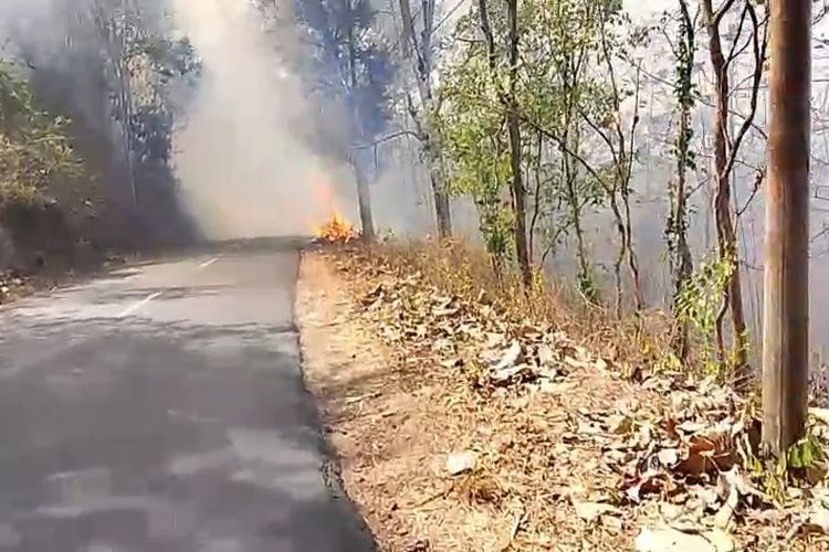 12 Hektar Perkebunan Jati di Malang Terbakar, Arus Lalu Lintas Sempat Terganggu