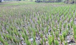 Ratusan Hektar Lahan di Lombok Barat Alami Kekeringan, Ditjen PSP Lakukan Monitorisasi dan Mitigasi