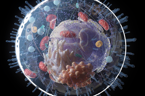 Badan Golgi: Pengertian, Fungsi, dan Cirinya