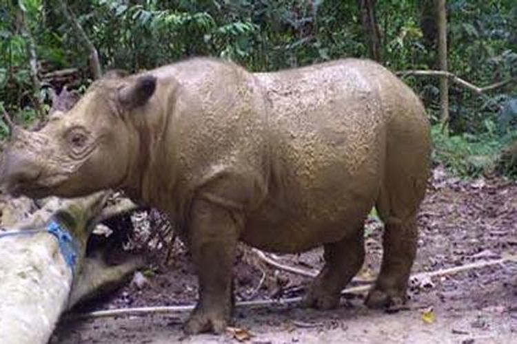 Badak sumbu makan apa