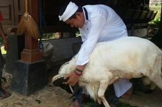 Dedi Mulyadi Dorong Pejabat Tak Malu Ternak Domba