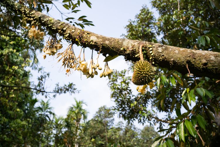 Tanaman durian berbunga