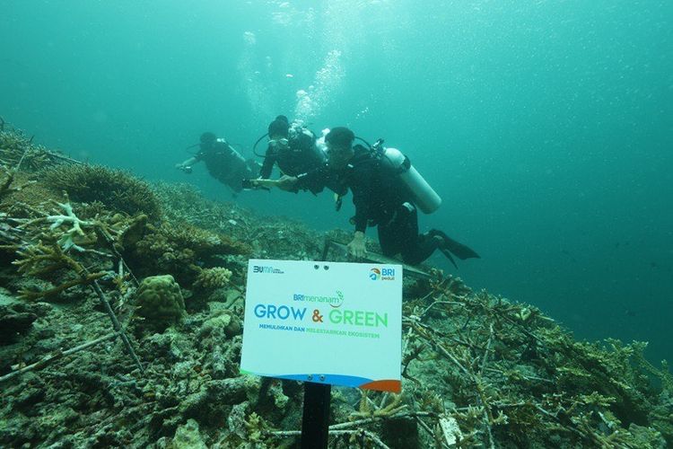 BRI Menanam - Grow & Green membantu transplantasi terumbu karang di Pulau Maratua, Berau, Kaltim. 