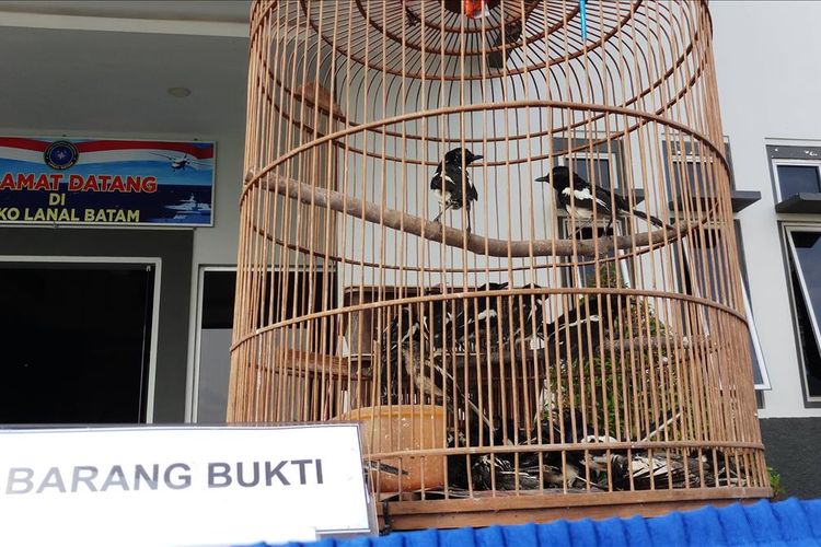 Tim Fleet One Quick Response (F1QR) Lanal Batam berhasil mengamankan 500 ekor burung jenis Kacer asal Malaysia yang diselundupkan ke Indonesia melalui Batam, Kepri menggunakan speedboat.
